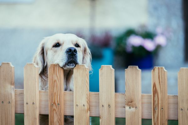 Canine Fence Repair