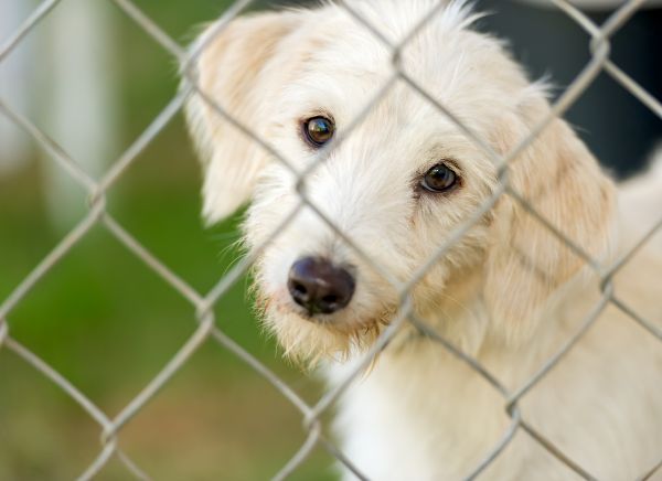 Pet Fence Repair