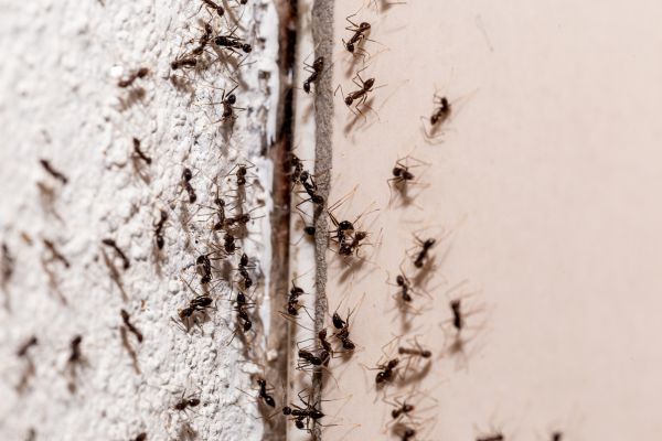 Pest Extermination