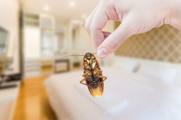 Pest Removal