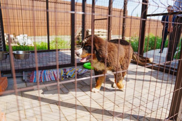 Dog Pen Repair