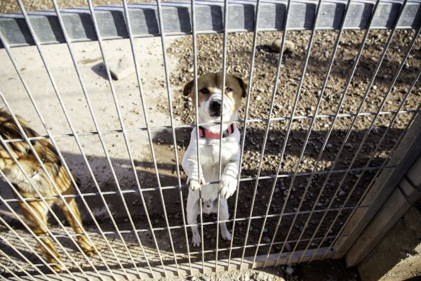 Canine Fence Repair