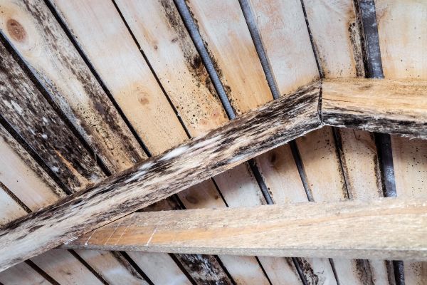 Timber Rot Repair