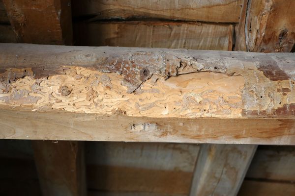 Decayed Timber Repair