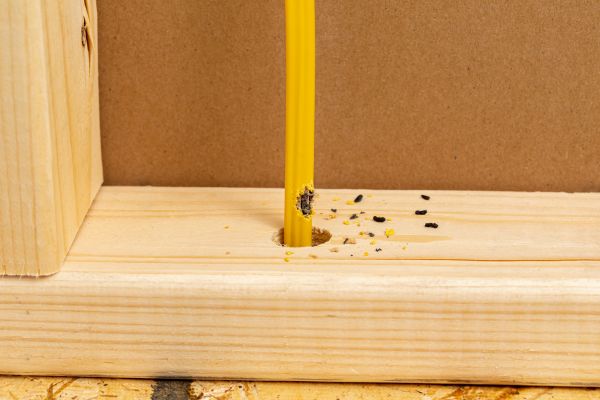 Dry Rot Repair Service