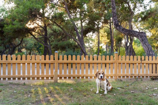 Canine Fence Repair