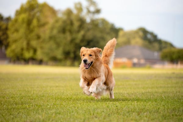 Dog Fence Repair