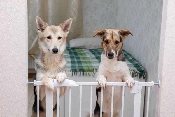 Electric Dog Fence Installation