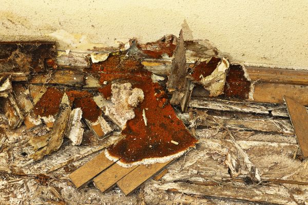 Dry Rot Removal